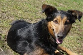 Dieser Hund weiß, was er will: Wer gibt "Chef" Fiete eine Chance?