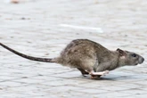 Ratten übernehmen Berlin: Plage in fast allen Bezirken