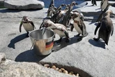 Tierisches Orakel: Stinktiere, Papagei und Bakterien tippen auf WM-Spiele