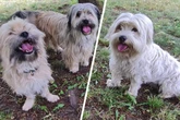 Veterinäramt greift ein: Süßes Terrier-Trio kannte kein Gassigehen!