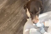 Frau filmt Mischling und Baby: Was der Hund dann tut, lässt Lachtränen fließen