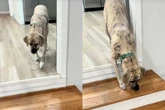 Hund fürchtet sich in neuem Zuhause: Was dann passiert, lässt so viele Herzen schmelzen