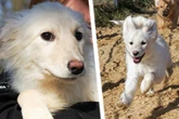 Zarte Seele, trauriges Tierheim-Schicksal: Welpe Charly sucht neues Zuhause