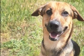 Exklusive Mischung aus Dackel und Schäferhund hat mega Power: Klappt Timons Neustart?