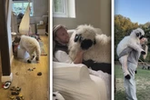 Hund oder Schaf? Diese süße Fellnase erobert mit ihrem Verhalten alle Herzen