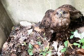 Bussard "Hugo" gerät in große Not: So wurde der Greifvogel gerettet
