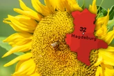 Heiße Tage und frische Nächte: So wird das Wetter am Wochenende in Sachsen-Anhalt