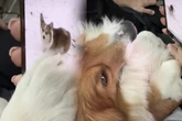 Corgi guckt Video von verstorbenem Hunde-Bruder an: Was er dann macht, lässt Herzen brechen
