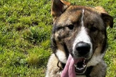 Flauschiger Riesen-Rohdiamant: Wer schenkt Hund Arnie ein Zuhause?