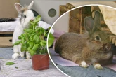 Kind geht mit Kaninchen am Geschirr spazieren, die Folgen sind grausig