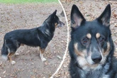Fünfmal zurückgewiesen: Border Collie Mix Buddy auf der Suche nach seinem Happy End