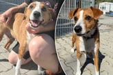 "Unglaublich lieber Hund" sucht neue Familie: "Er könnte keiner Fliege was zuleide tun"