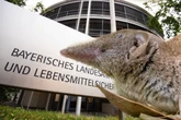 Neuer Fall in Bayern: Infektion mit Borna-Virus im Landkreis Regen