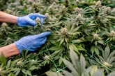Kiloweise Gras: Leipziger Polizei nimmt illegalen Cannabis-Club hoch