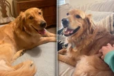 Golden Retriever genießt Streicheleinheiten: Doch was folgt, bringt so viele zum Lachen