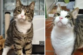 Sie sind die besten Freunde: Wer schenkt diesem Katzen-Duo ein Zuhause?