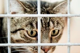 Katzen-Hasser im Landkreis Donau-Ries unterwegs: Tierärztin bemerkt grauenvolles Muster