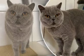 "Fehlkauf" aus dem Netz: Katze wird an- und direkt wieder abgeschafft