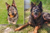 Schäferhund-Mix begeht schlimmen Fehler: Wer gibt dem schönen Duke eine Chance?