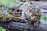 Erster Wald für Wildkatzen: So viele Exemplare leben im Südwesten!