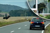 Bulle auf der Brunft! Elch-Alarm in Ostsachsen