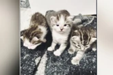 Herzlos-Räuber lassen Katzenbabys bei Einbruch mitgehen: Kurz darauf folgt die Überraschung