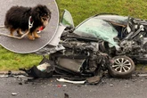 Tragisch: Hund verliert Frauchen bei tödlichem Unfall in der Eifel