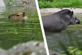 Nach jahrelangem Leerstand: Neuer Badespaß im Tierpark Hagenbeck