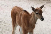 Sie gelten als stark bedroht! Seltener Elenantilopen-Nachwuchs im Tierpark Hagenbeck