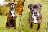 Stafford-Mix leistet sich böse Fehltritte: Wer gibt Hund Sancho eine letzte Chance?