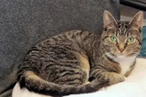 Sie musste lange behandelt werden, jetzt sucht Katze Nana ein Zuhause