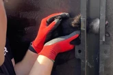 Arbeiter machen beunruhigenden Fund: Babykatze steckt mit Kopf in Leiterrahmen