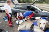 Dramatische Rettung am Movie Park: Besucher finden dehydrierten und völlig überhitzten Hund im Auto