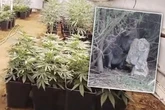 Drogenfarm des Grauens: Zwischen Marihuana-Pflanzen kämpfen Tiere ums Überleben