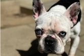 Idefix hat viele Gebrechen: Wer erfüllt dem Hund seinen letzten Wunsch?