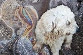 Hund wird bei über 30 Grad mit Benzin übergossen: Kleine Penelope muss stark sein