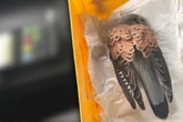 Verletzt am Straßenrand entdeckt: Polizei rettet Falken und bringt ihn zum Tierarzt