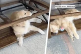 Warum dieser Golden Retriever immer unter dem Couchtisch liegt, berührt so viele Herzen