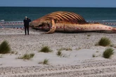 Toter Buckelwal am Strand von Anholt: So lange soll "Timmy" noch gelebt haben