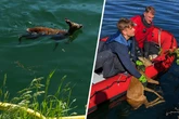 Gefährlicher Badeausflug: Feuerwehr fischt Waldbewohner aus Kanal
