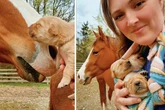 Golden-Retriever-Welpen treffen zum ersten Mal auf Pferde: Ihre Reaktion lässt Herzen schneller schlagen