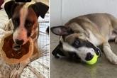 Aus dem Lkw geworfen: Jetzt sucht Welpe Buddy ein neues Zuhause