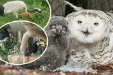 Nachwuchs bei bedrohten Arten: Zoo Hoyerswerda freut sich gleich dreifach