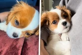 Hundewelpe wird von Millionen gefeiert: Der Grund ist so simpel