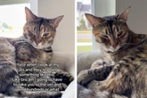 Frau kriegt Schock, als sie ihre Katze ansieht: "Ich hasse es, wenn sie das macht"