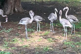 Süßer Zuwachs im Kölner Zoo: Mini-Flamingos watscheln jetzt umher