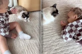 Kleiner Junge muss für immer von Katze Abschied nehmen: Was Mutter dann sieht, bricht ihr Herz