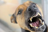 Hund beißt Neunjährigen in Stuttgart: Tierschützer stellen wichtige Forderung