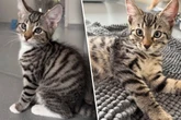 Sie sind erst drei Monate alt: Quirlige Katzenkinder suchen liebevolles Zuhause