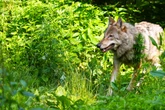 Zum Abschuss freigegeben: Landkreis beschließt, Wolf zu töten